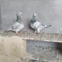 دوتا کفتر یک فروشی