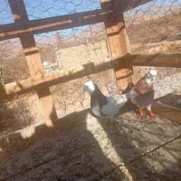 کفتر نروماده|پرنده|نیشابور, باغرود|دیوار