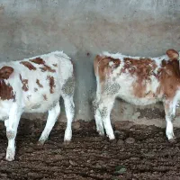 چهار عدد گوساله سیمنتال