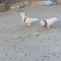 کبوتر طوقی 6 عدد