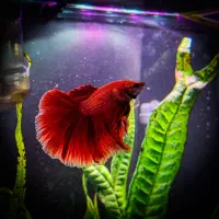 فایتر تایلندی تخصصی گرید بالا