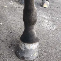 نعل بندی اسب|اسب و تجهیزات اسبسواری|نجفآباد, طالقانی|دیوار