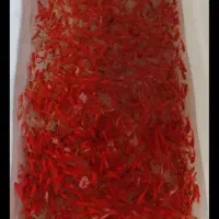 ماهی قرمزعید