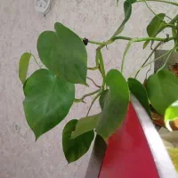 گل برگ انجیری فقط ۵۰