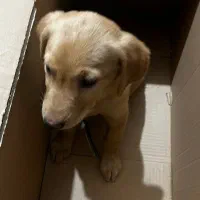 واگذاری گلدن|سگ|کرمان, |دیوار