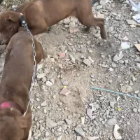 پیتبول گمشده محدوده گلشهر