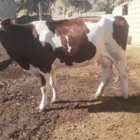 گاو شیری|حیوانات مزرعه|فراغی, |دیوار