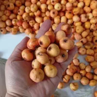 یمیشان تازه
