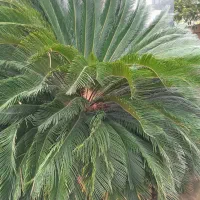 گیاه