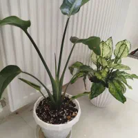گل نیکولای و آگلونما