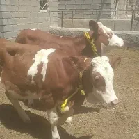 دو راس گوساله سیمینتال ماده