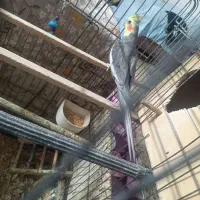 عروس هلندی مولد|پرنده|کرج, فاز ۵ مهرشهر|دیوار