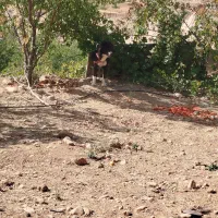 توله سگ قهدرجونی|سگ|شیراز, گویم|دیوار