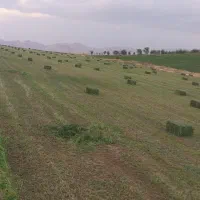 یونجه|خدمات باغبانی و درختکاری|قیدار, |دیوار