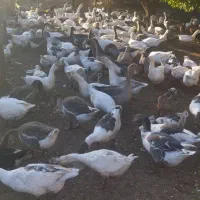 غاز تخم گذارازبهترین نصل