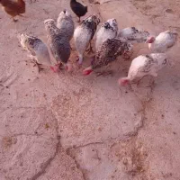 بوقلمون|حیوانات مزرعه|ایذه, |دیوار