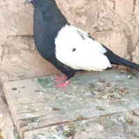 ماده سینه