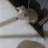 سگ پامراشپیتز|سگ|خرم‌آباد, |دیوار