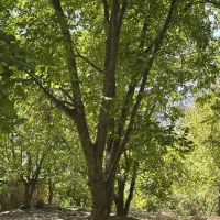 خریدوفروش چوب  درمحل شما