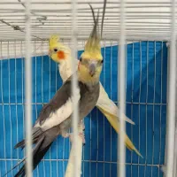 جفت عروس و جفت مرغ عشق مولد