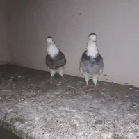 کبوتر طوقی ماده