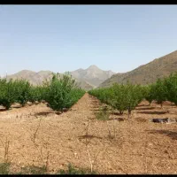 فروش یک هکتار ونیم باغ آلوبخارا با سهمیه آب قنات