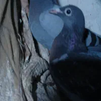 جوجه کبوتر گمشده