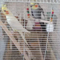 جفت عروس فروش نر سخنگو با قفس