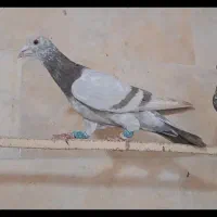 کبوتر رنگی پرشی|پرنده|ضیاء آباد, |دیوار