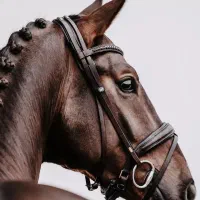 تعلیم و سواری