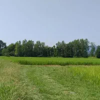 زمین کشاورزی