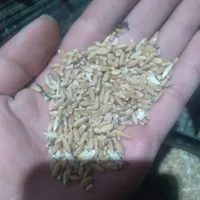 گندم امسال ۱۹ تومن