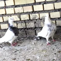 پرنده|پرنده|گتوند, |دیوار