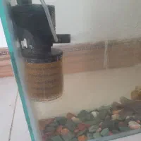 ماهی همراه با آکواریوم