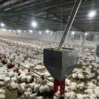 مرغداری ۳۰ هزار قطعه