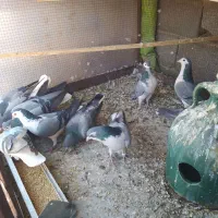 کبوتر|پرنده|مبارکه, |دیوار