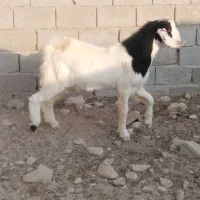 کهره نر چاق