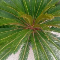 سیکاس سالم وبزرگ|گل و گیاه طبیعی|سلمانشهر, |دیوار