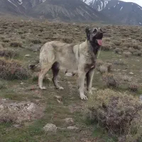 واگذاری‌سگ‌سرابی‌ماده