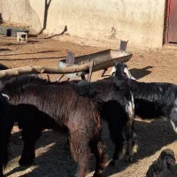 فروش کهره و بره|حیوانات مزرعه|شیراز, شهرک والفجر|دیوار