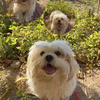 سگ شیتزو|سگ|مراغه, |دیوار