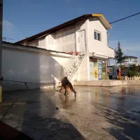 یک جفت شولاین نگهبان|سگ|بندر انزلی, جفرود پایین|دیوار