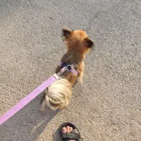 سگ پامرین روباهی|سگ|اهواز, شریعتی جنوبی|دیوار