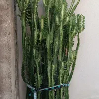 گل طبیعی بزرگ زیبا و سلطنتی بیشتر از یک و نیم متر