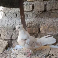 کبوتر شازده سرور