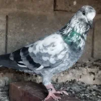 کبوتر چینا