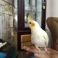 عروس هلندی لوتینو|پرنده|قم, پردیسان|دیوار