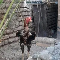 خروس لاری