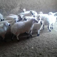 فروش. 940  عدد بره بومی صادراتی درجه یک|حیوانات مزرعه|شاهین‌شهر, فردوسی|دیوار