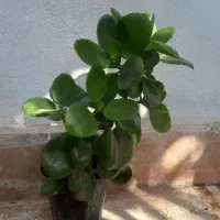 تعدادی گل طبیعی|گل و گیاه طبیعی|قم, بلوار امین و ساحلی|دیوار